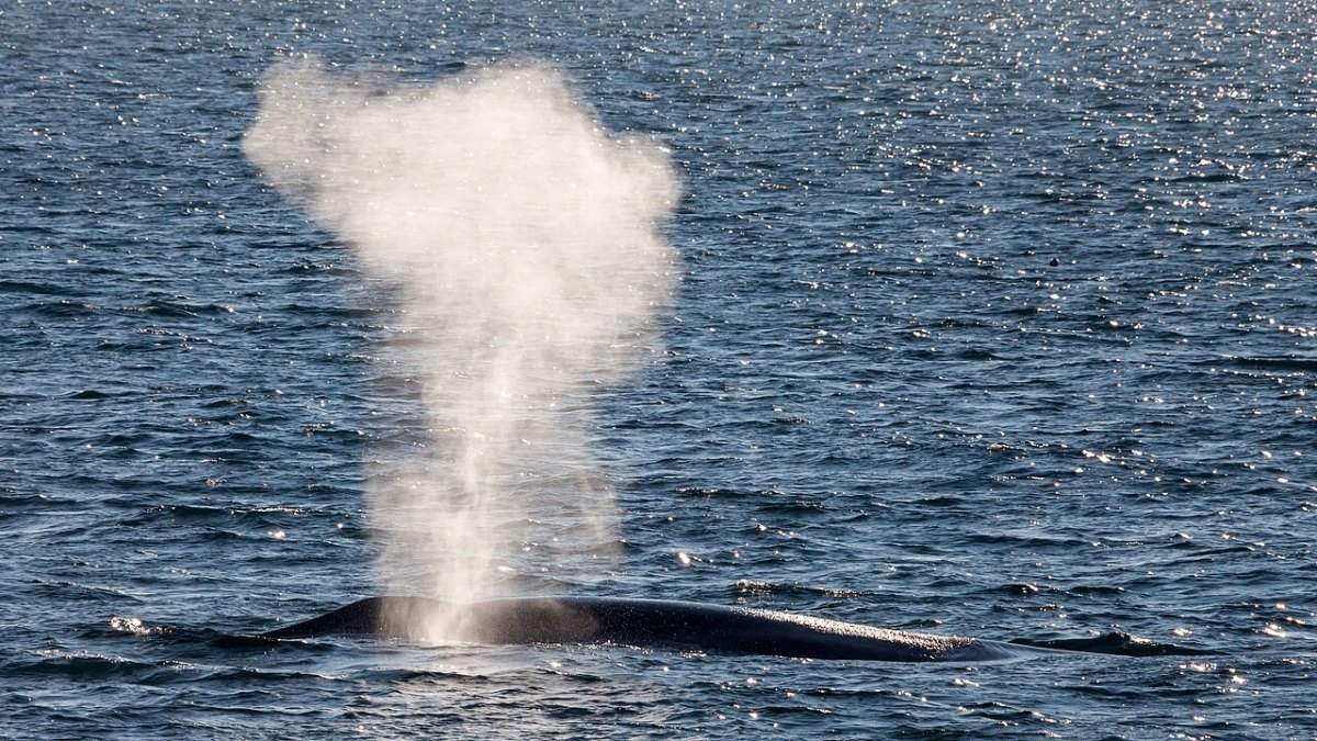 Blue Whale's Heart: Only 2 Beats Per Minute During Dives