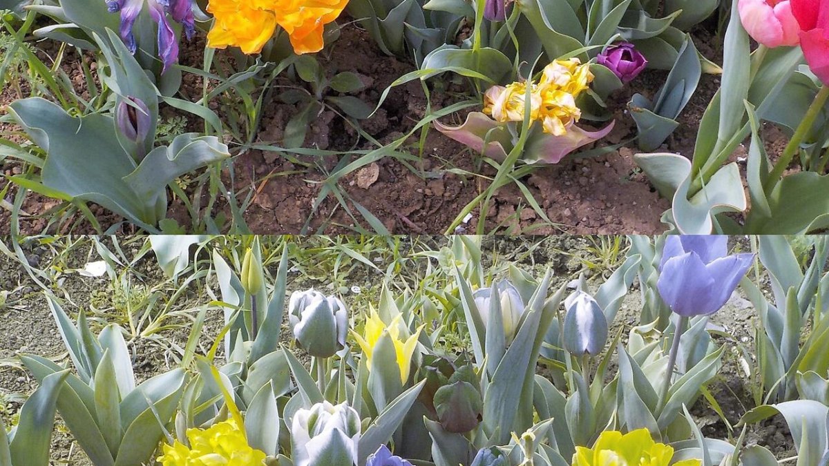 The Color-Blind Master of Disguise That Sees With Its Skin