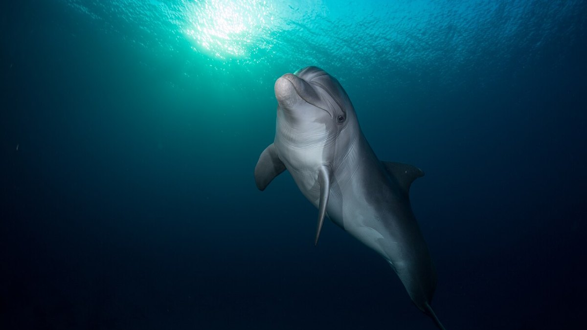Dolphins Give Each Other Individual Names and Respond Only to Their Own