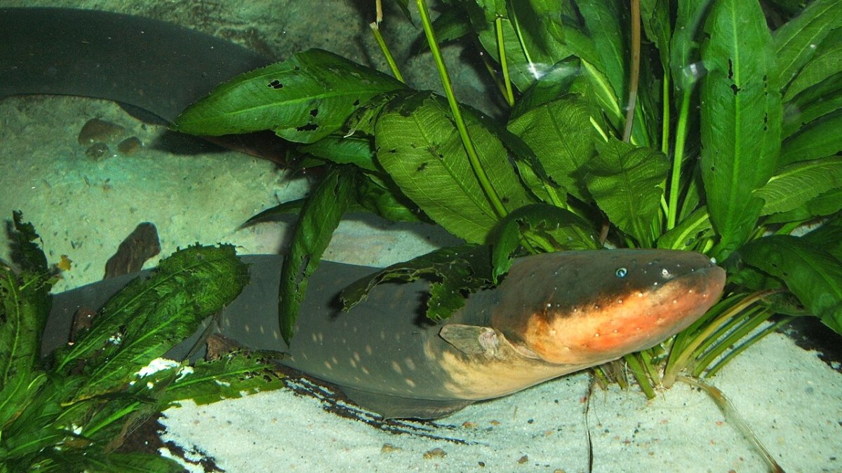Electric Eel's Astonishing 860-Volt Charge Sparks New Discoveries
