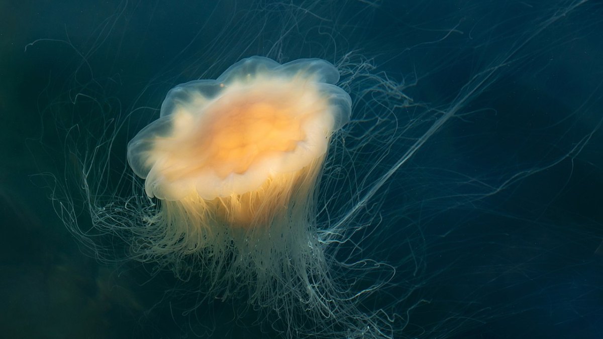 Lion's Mane Jellyfish: A 6-Foot Giant of the Ocean