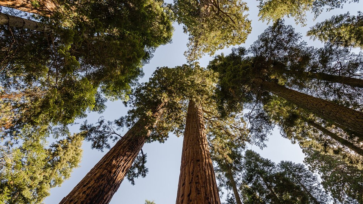 Giant Sequoia Towers 311 Feet Tall — A Record-Breaker
