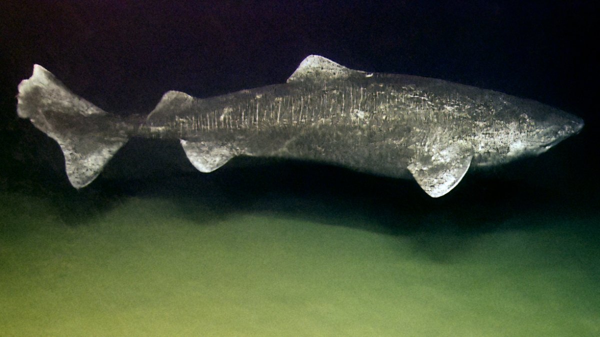 The Greenland Shark Can Live 500 Years — Meet Earth's Oldest Vertebrate