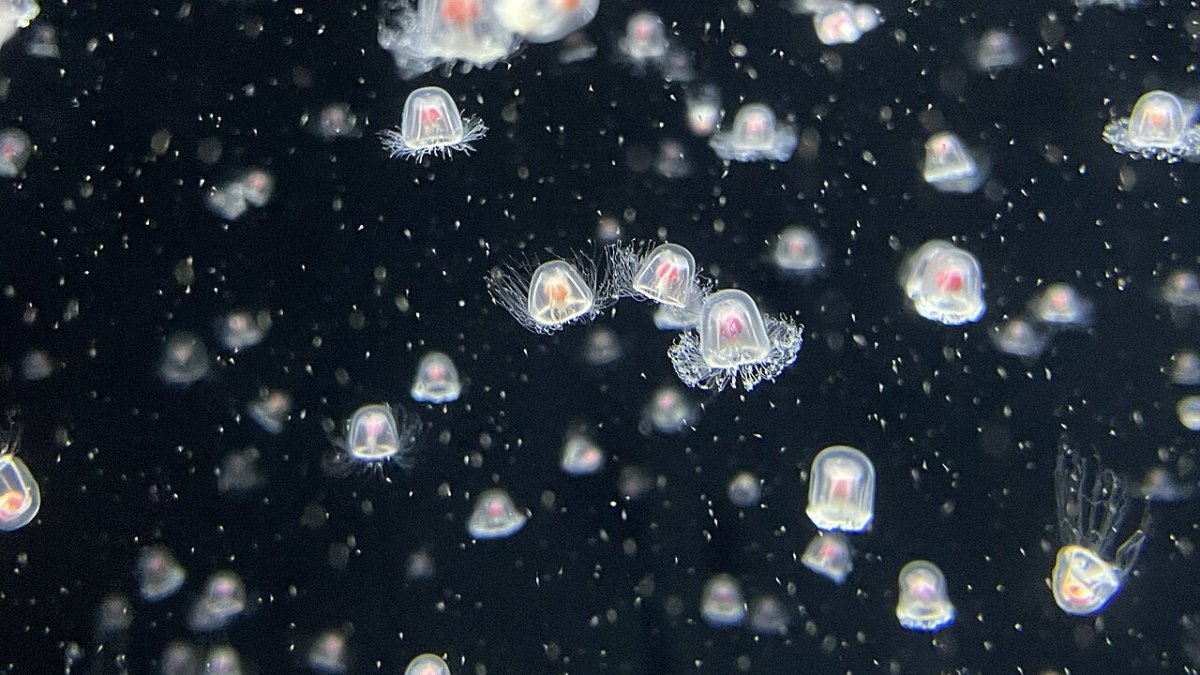 The "Immortal Jellyfish" Can Revert Back to Its Juvenile Stage to Escape Death