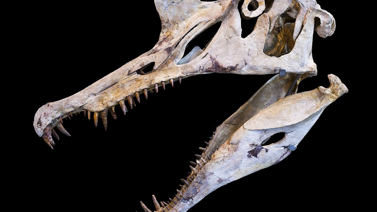 Spinosaurus Aegyptiacus: A 50-Foot, 20,000-Pound Predator