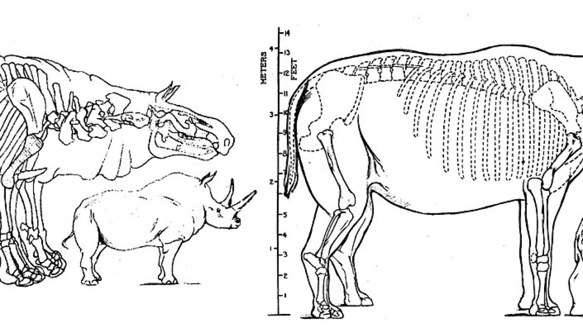 The Giant Paraceratherium: The 16-Foot, 20-Ton Behemoth of the Past