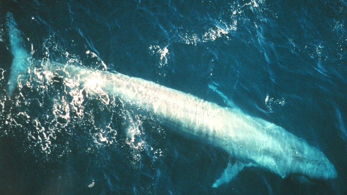 Blue Whales' Epic 8,000-Kilometer Migration — A Mammoth Oceanic Journey