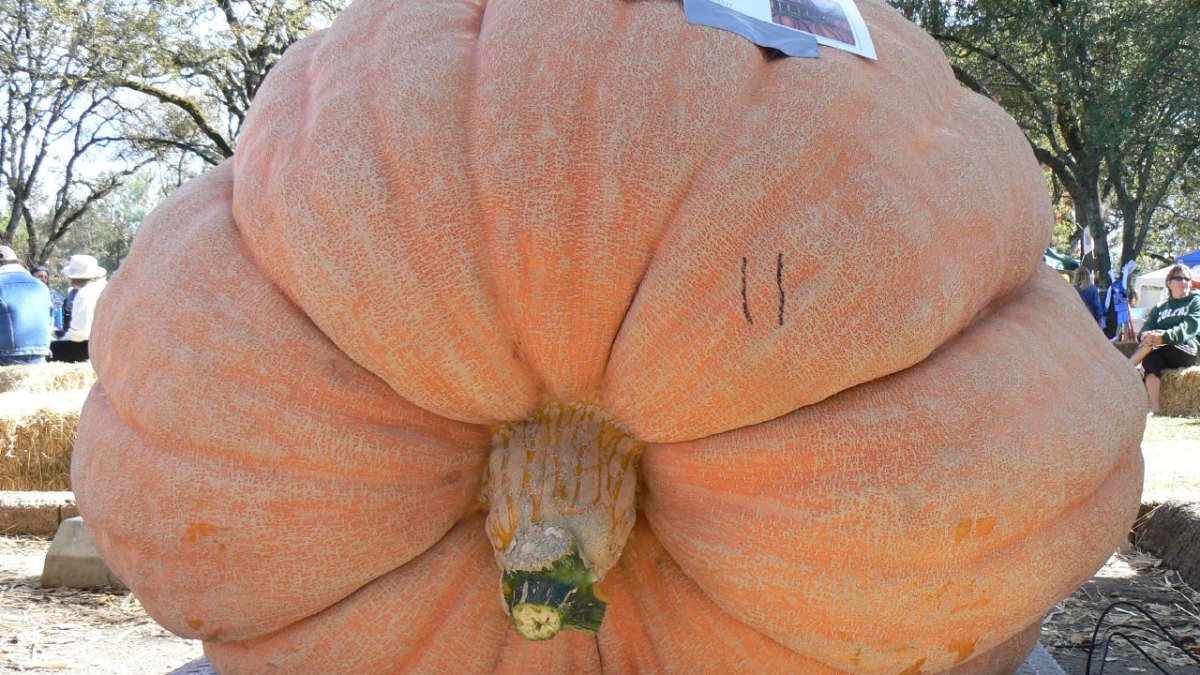 Giant Pumpkin Tips the Scales at 2,624 Pounds—A New World Record