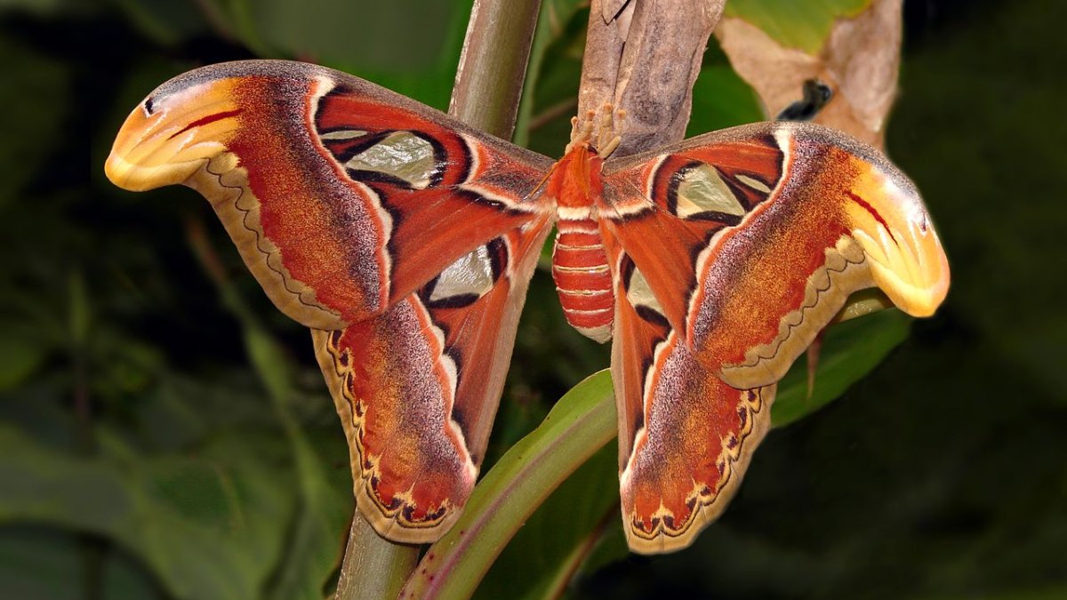 The Largest Software Program in History: 2 Billion Lines of Code