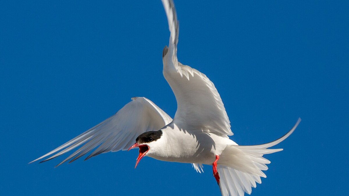 Arctic Tern's Epic 65,000-Kilometer Journey—Earth's Longest Migration