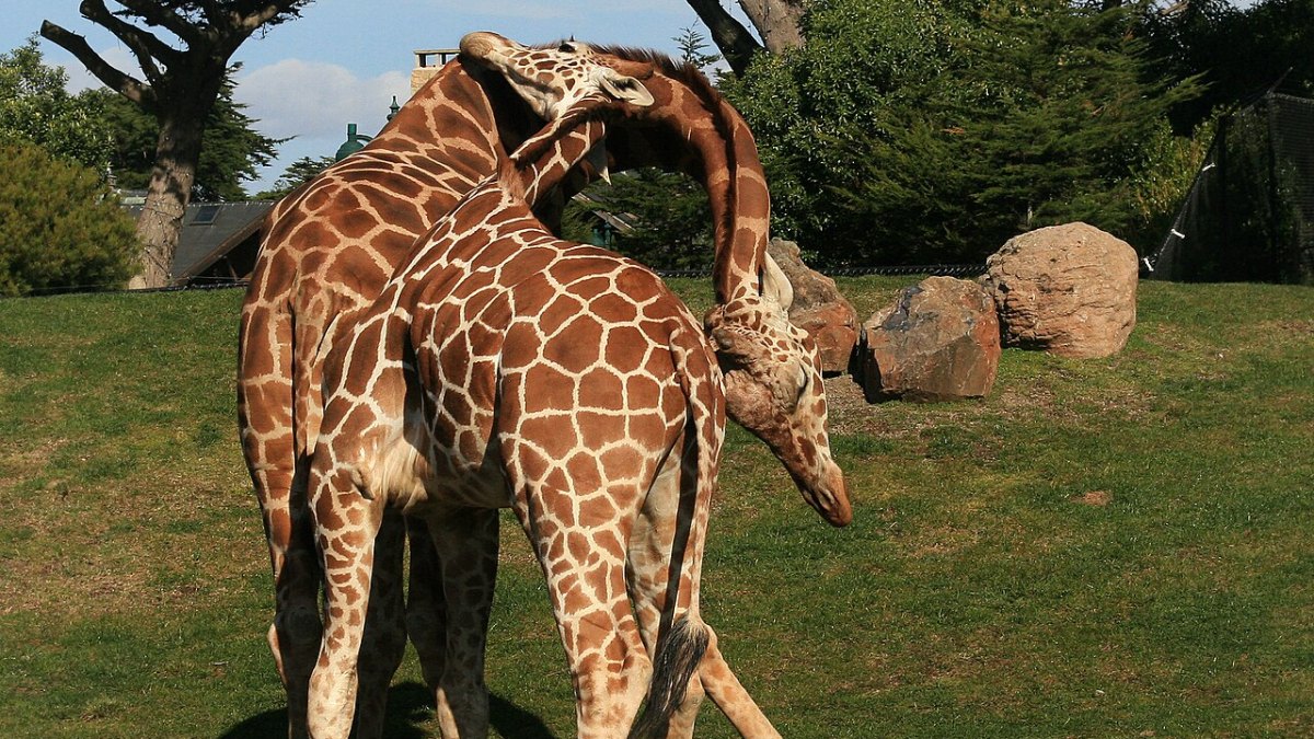 Giraffe's Neck Houses a 1.5-Meter Neuron—Nature's Longest