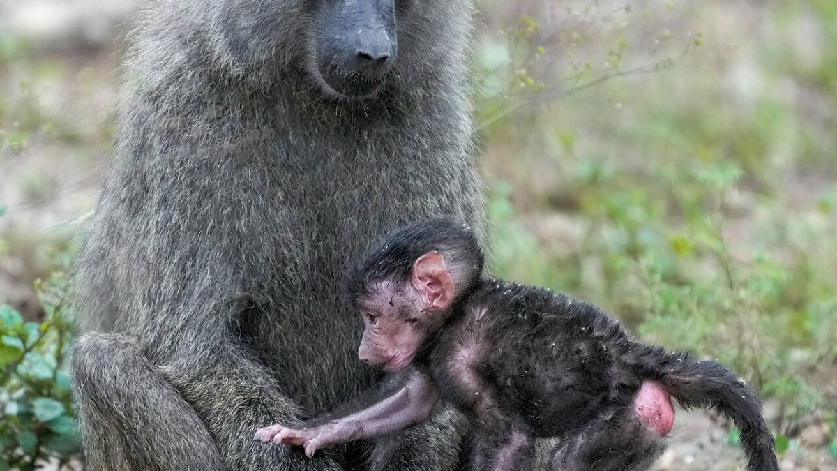 Queen Elizabeth II's 70-Year Reign: A Historic Legacy