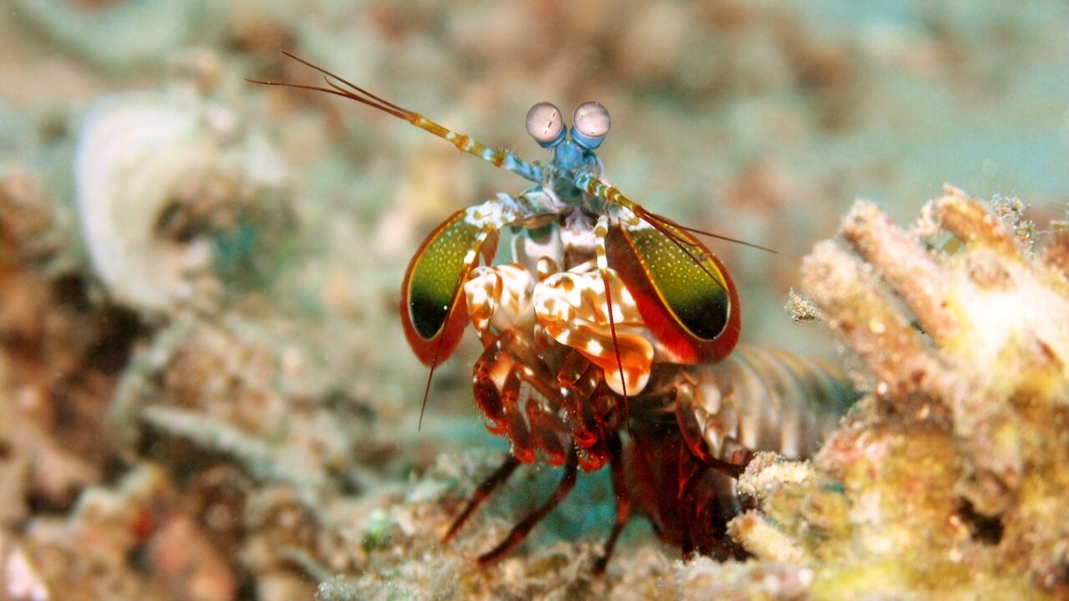 The Mantis Shrimp Sees 16 Color Channels — Humans Can Only See 3