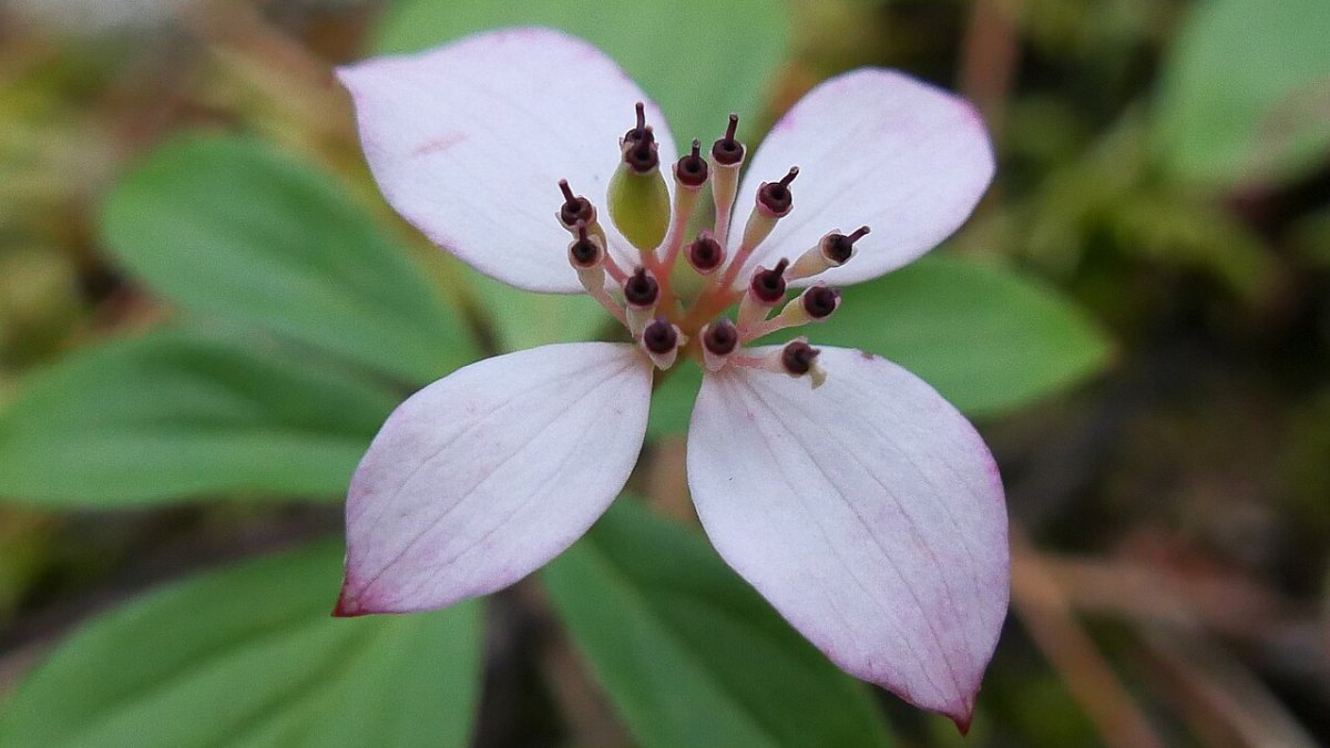A Single Mature Oak Tree Can Support Over 500 Species of Wildlife