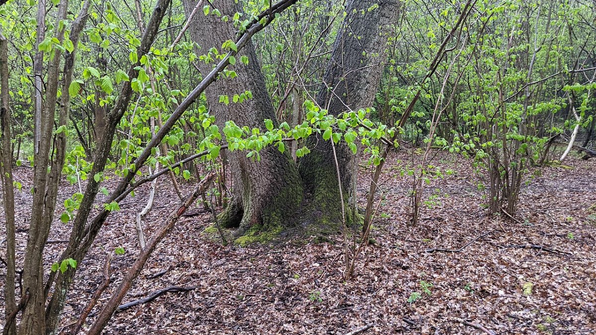 Pando, a Utah Aspen Grove of 47,000 Trunks, Is Actually One Tree Over 80,000 Years Old