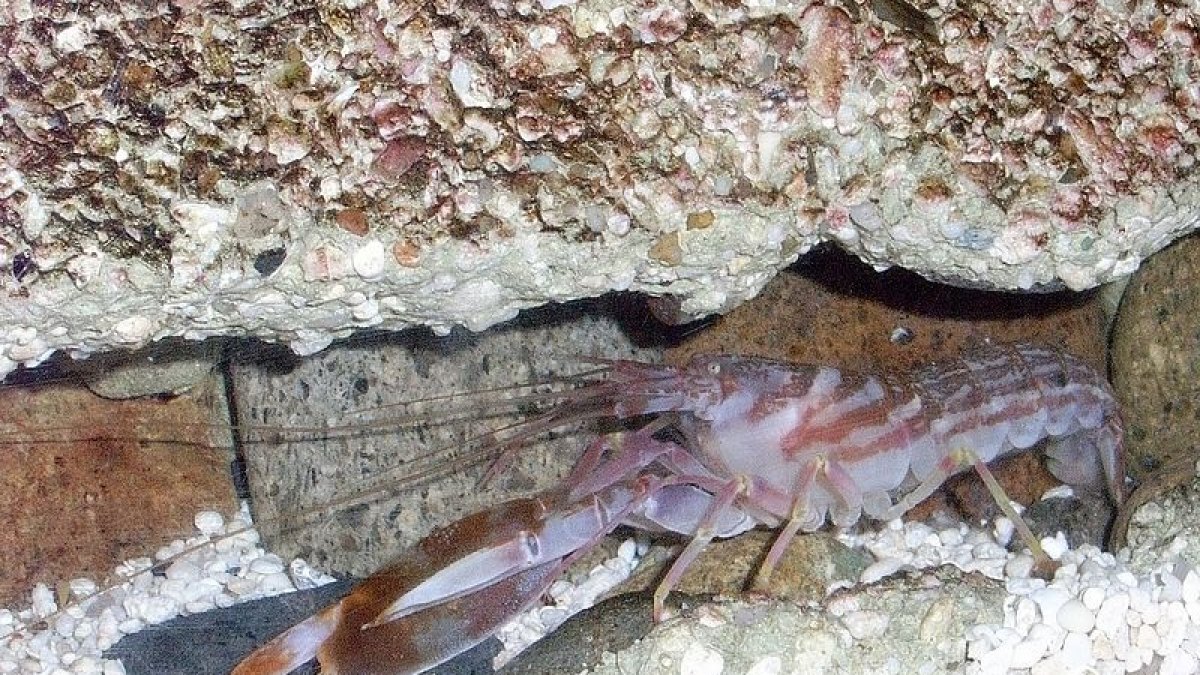 A Pistol Shrimp's Claw Snap Creates a Shockwave Briefly Hotter Than the Sun's Surface