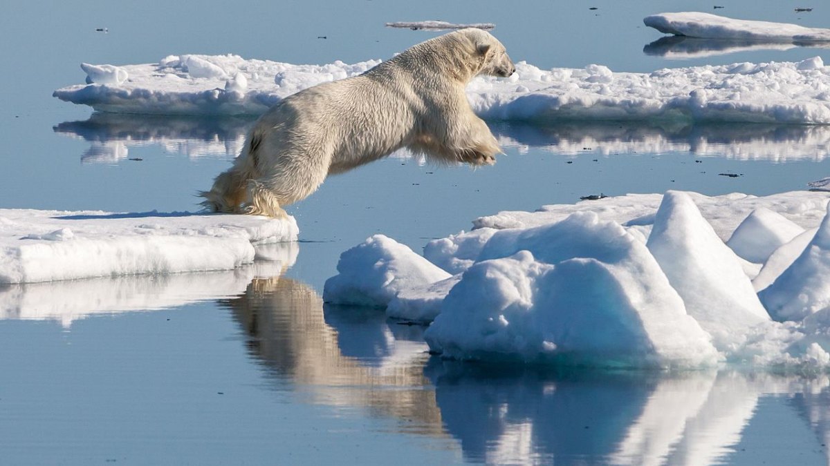 Polar Bear Swims 354 Kilometers in a Remarkable Journey to Survive