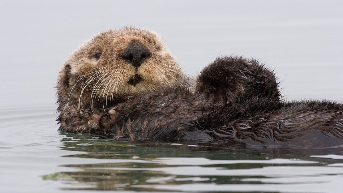 Sea Otters Hold Hands While Sleeping So They Don't Drift Apart in Ocean Currents