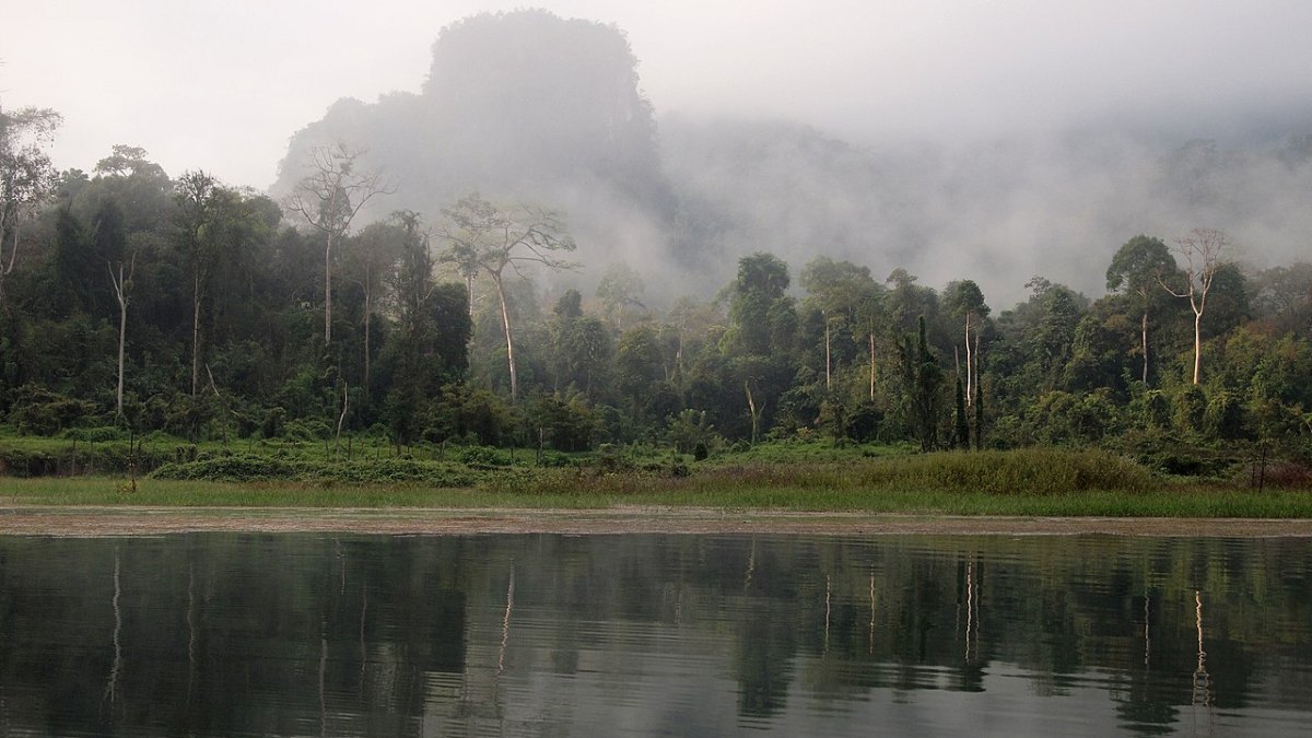 Tropical Rainforest Growth: 2 Million Hectares Recovered